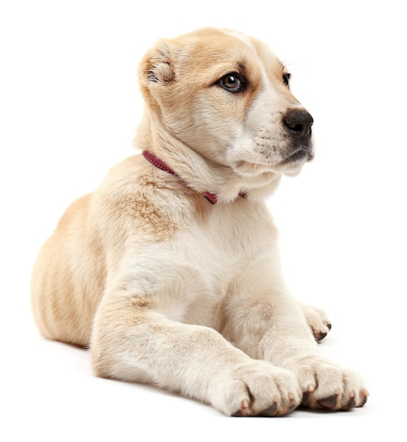 Central Asian Shepherd puppy isolated on white