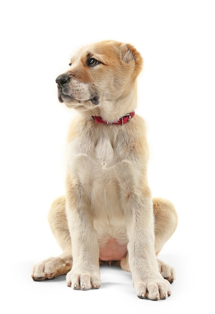 Central Asian Shepherd puppy isolated on white