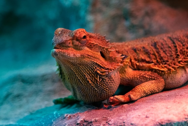 Central Bearded Dragon Reptile and reptiles Amphibian and Amphibians Tropical fauna Wildlife and zoology