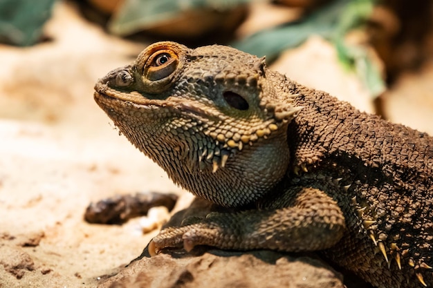 Central bearded dragon reptile and reptiles amphibian and
amphibians tropical fauna