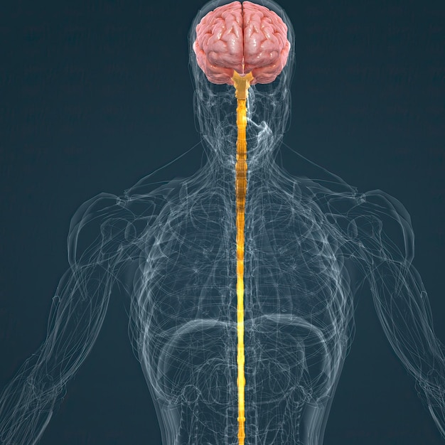 Photo central nervous system brain and spinal cord