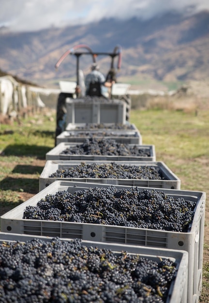 Central Otago vineyard harvest in New Zealand during daytime