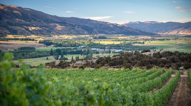 Виноградник Центрального Отаго, окруженный скалистыми горами в Новой Зеландии