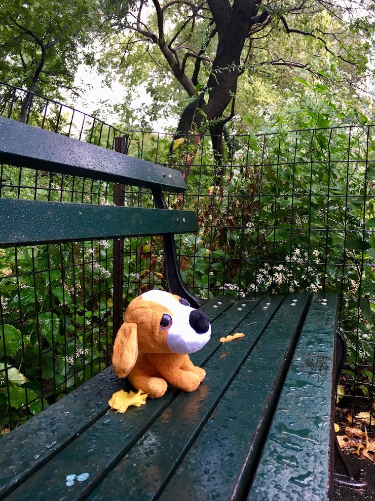 Photo central park dog