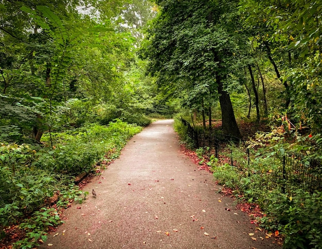 Photo central park an incredible lung in the center of the city