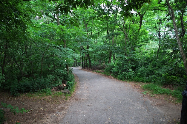 Central Park in New York