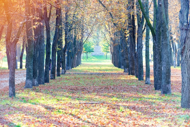 Centrale steeg in herfstpark met bomen en gevallen kleurrijke bladeren