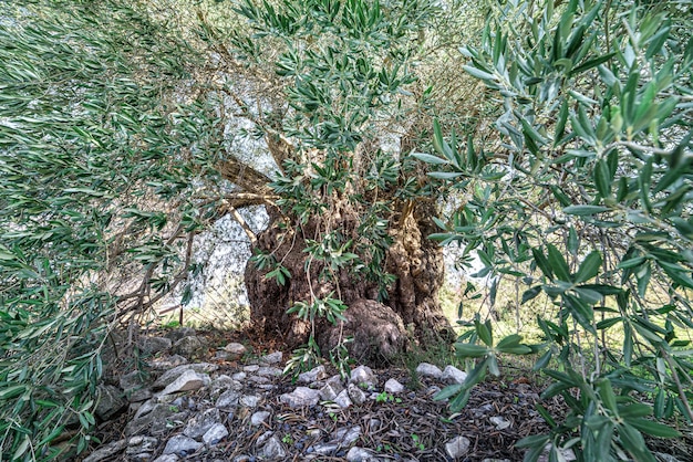 Centuries old olive tree in Laneia, Cyprus. Wide angle view through branches