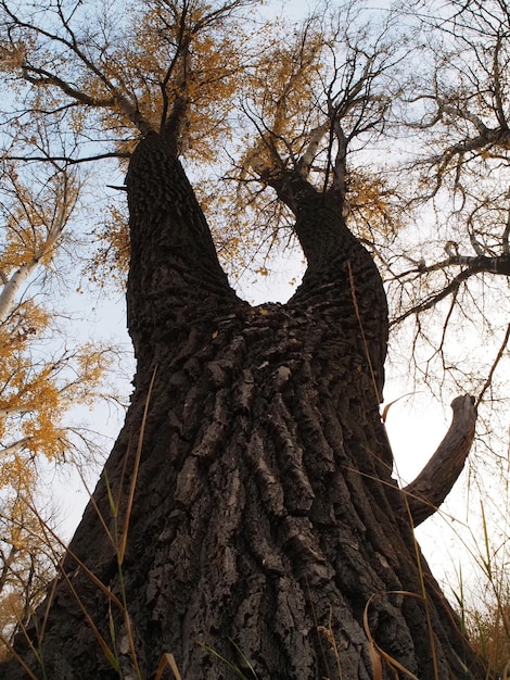 Foto un albero secolare nella foresta autunnale