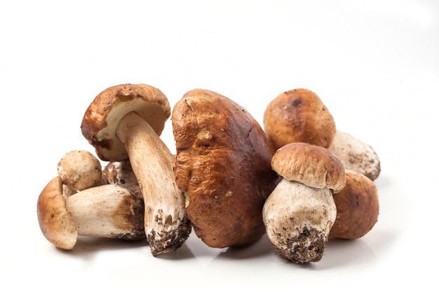 cep mushrooms