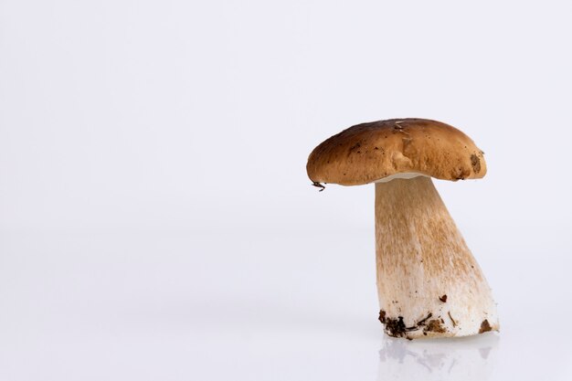 Cepes, bos, wild, paddestoelen, Boletus edulis, op een witte achtergrond. Ruimte kopiëren.