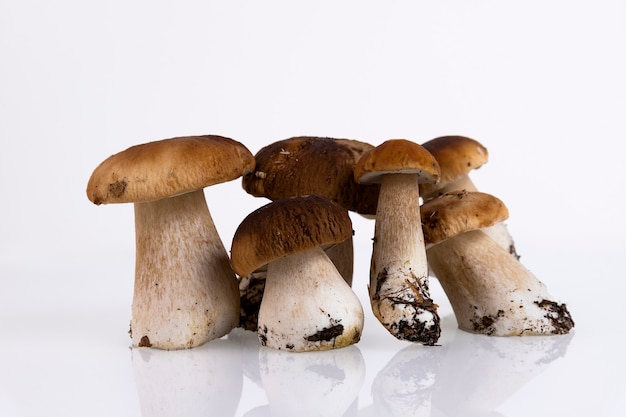 Cepes, bos, wild, paddestoelen, Boletus edulis, op een witte achtergrond. Ruimte kopiëren.