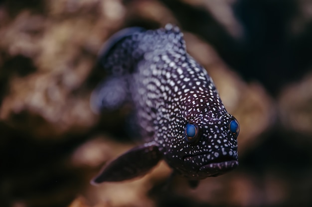 밝은 파란 눈을 가진 Cephalopholis Argus와 발견 된 피부는 돌의 배경에 뜬다.