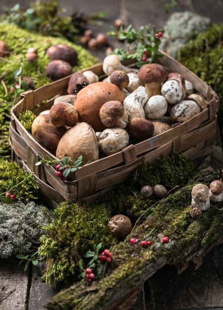 Porcini boletus edulis su sfondo di legno con muschio