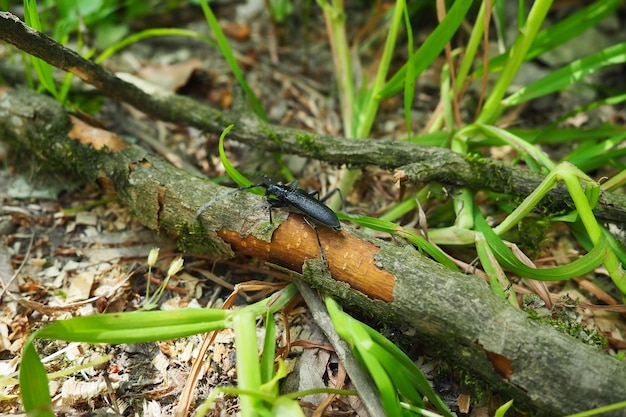 Cerambyx cerdo grote steenbokkever of cerambyx longicorn Cerambycidae Het heeft een langwerpig robuust lichaam en lange antennes Vrouwtje Grote zwarte kever met lange snorharen Fruska Gora Servië