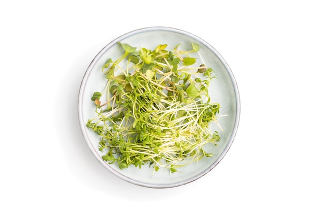 흰색 표면에 고립 된 무와 유채과 야채의 microgreen 콩나물과 세라믹 플레이트