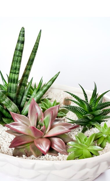 Foto vaso da fiori bianco in ceramica con varietà di piante grasse