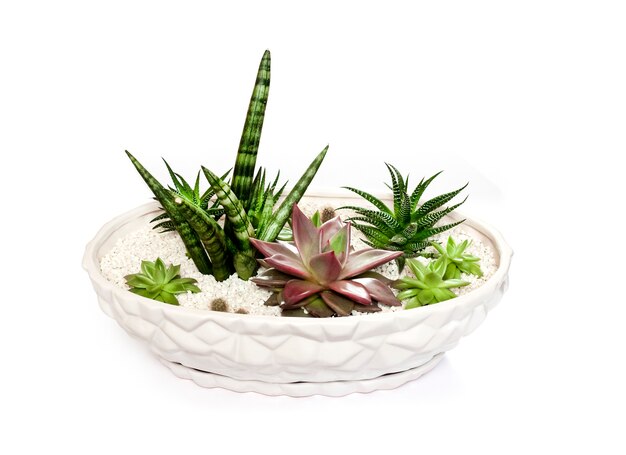 Ceramic white flower pot with variety