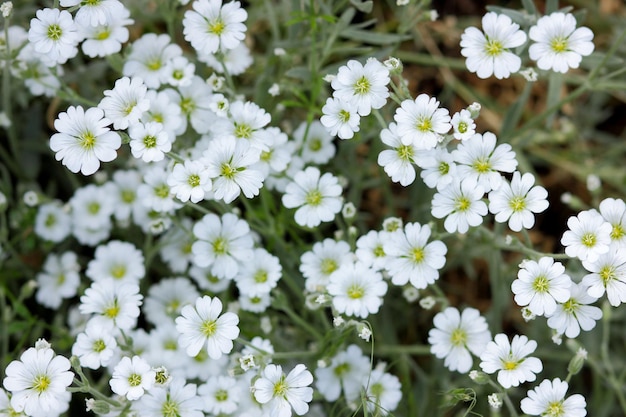 Cerastium biebersteinii 흰색 꽃 꽃이 만발한 북방 별꽃의 그룹 작은 흰색 꽃