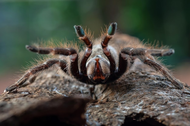 Ceratogyrus darlingi tarantula closeup Ceratogyrus darlingi tarantula front view insect closup