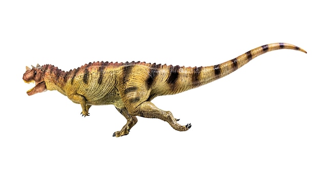 Ceratosaurus dinosaur su sfondo bianco isolare tracciato di ritaglio