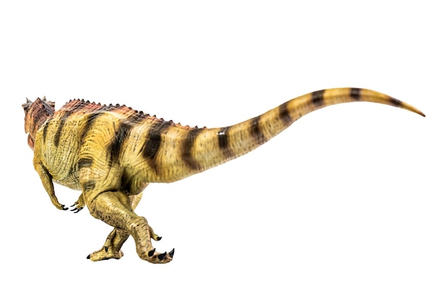 Ceratosaurus dinosaurus op witte isoleren achtergrond uitknippad