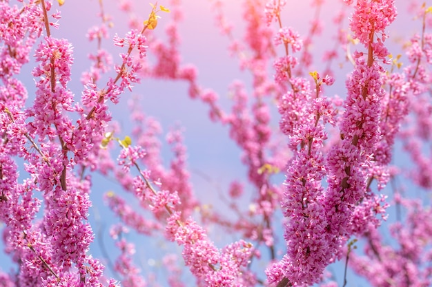 Cercis canadensis cremisi canadese, fiori rosa con cielo blu.