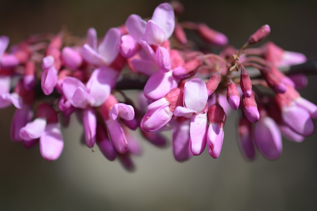 Cercis siliquastrum blooming tree