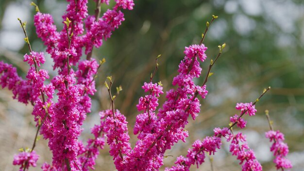 Photo cercis siliquastrum branches with pink flowers in spring cercis is a tree or shrub close up