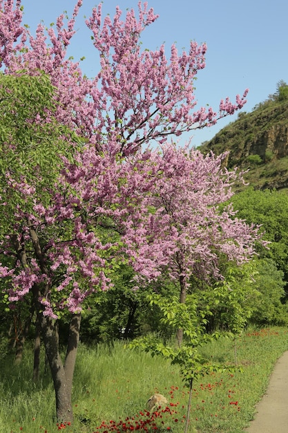 Cercis siliquastrum 유럽 진홍색 또는 유다 나무 풍부한 꽃
