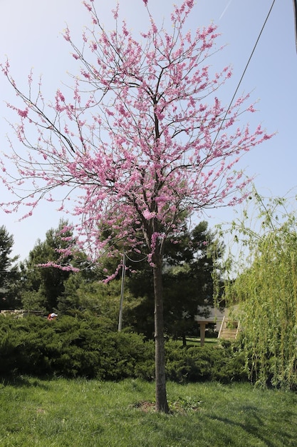Cercis siliquastrum Europese karmozijnrode of judasboom overvloedig bloeiend