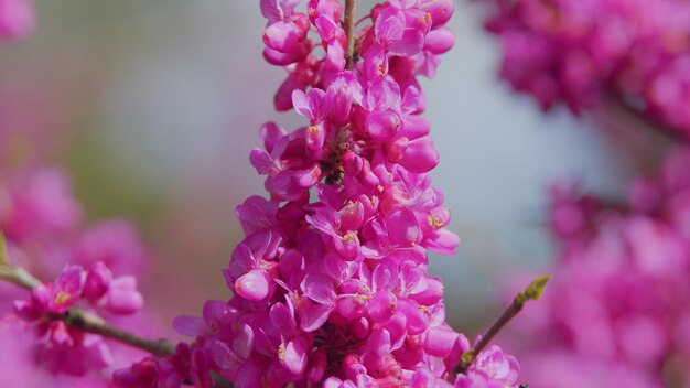 세르시스 실리스트럼 (Cercis siliquastrum) 은 봄에 보라색으로 꽃을 피우는 웅장한 나무입니다.