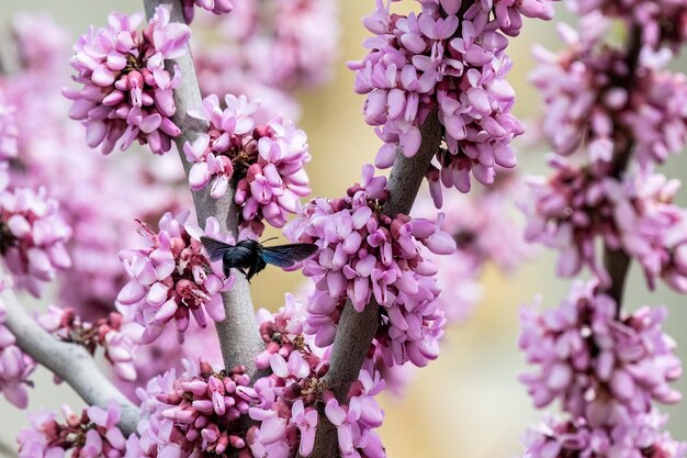 Cercis siliquastrum or Judas tree pink flowers with Bumblebee insect