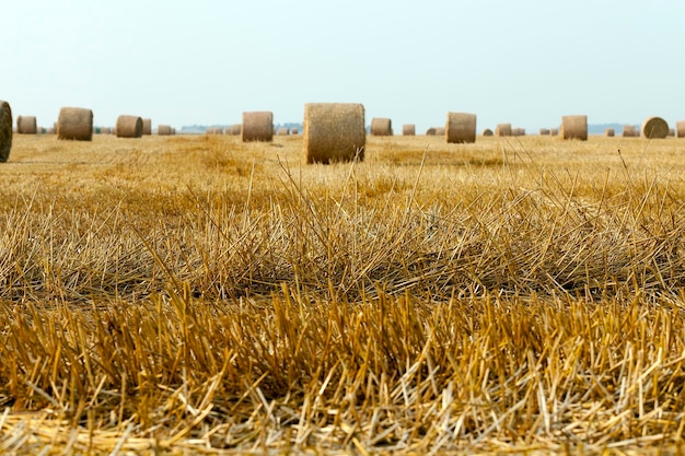 Cereal farming field