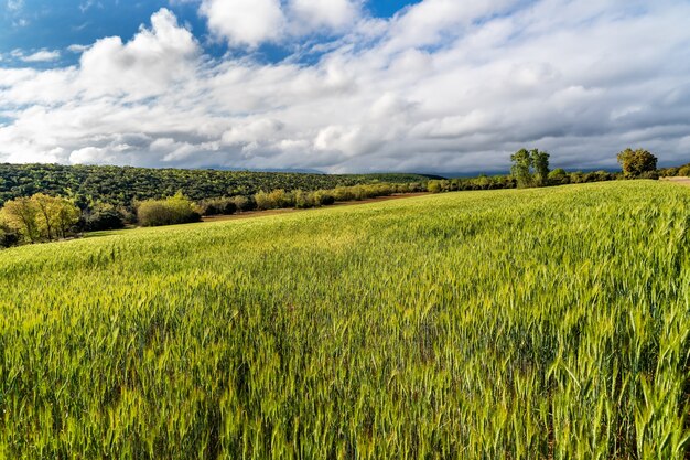 Cereal field and green ears in the sun next to the mountain. riaza. spain