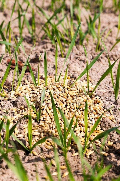 Cereal field in spring