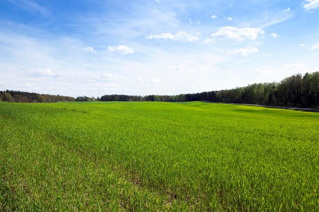 Cereal field in spring