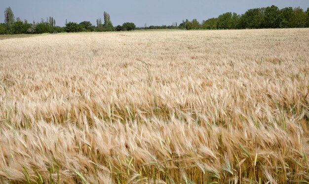 Cereal fields before harvesting Wheat field