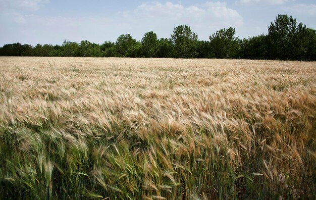 Cereal fields before harvesting Wheat field