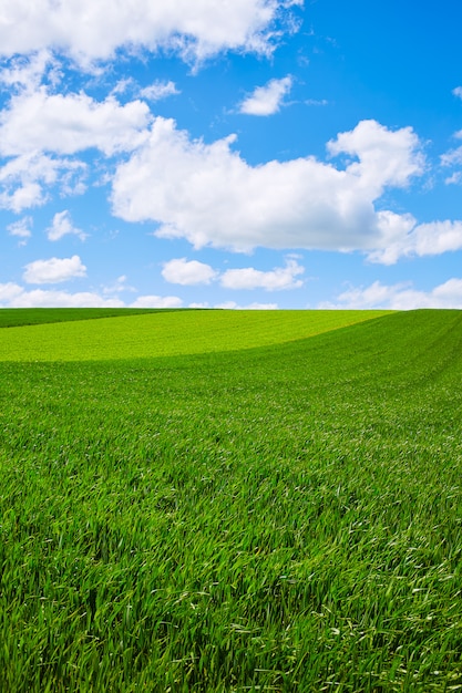 Cereal fields by The Way of Saint James in Castilla