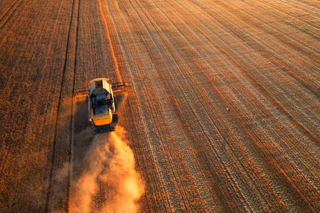 Cereal harvest harvester harvests in the field