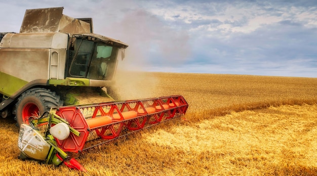 Cereal harvest harvester harvests in the field