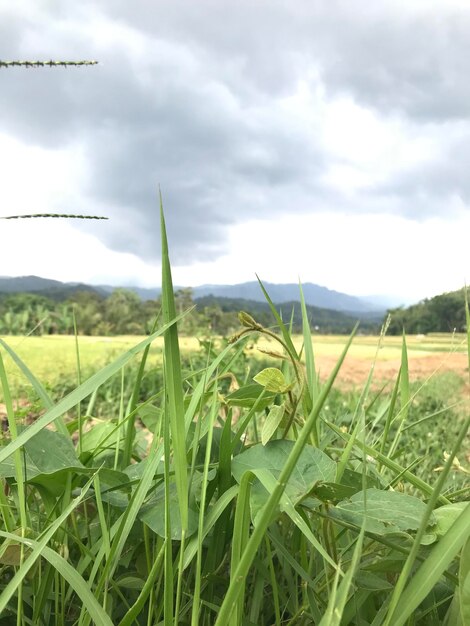 Cereal plant in sepudak