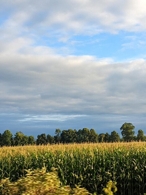 Cereal plant in west williamsfield