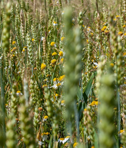 Cereal plants during cultivation in the field in summer