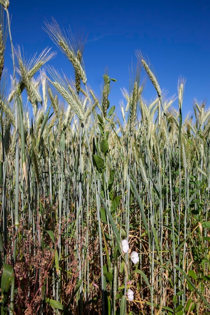 Cereal plants during cultivation in the field in summer