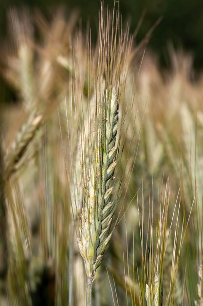 Cereal plants during cultivation in the field in summer