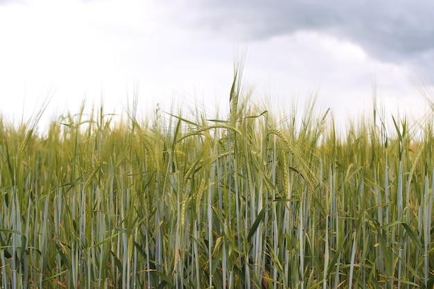 Cereal rye field