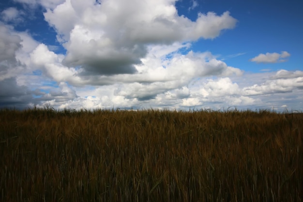 Cereal rye field