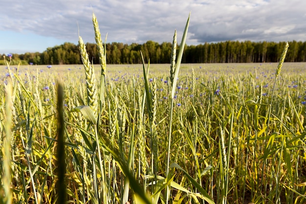   cereals field